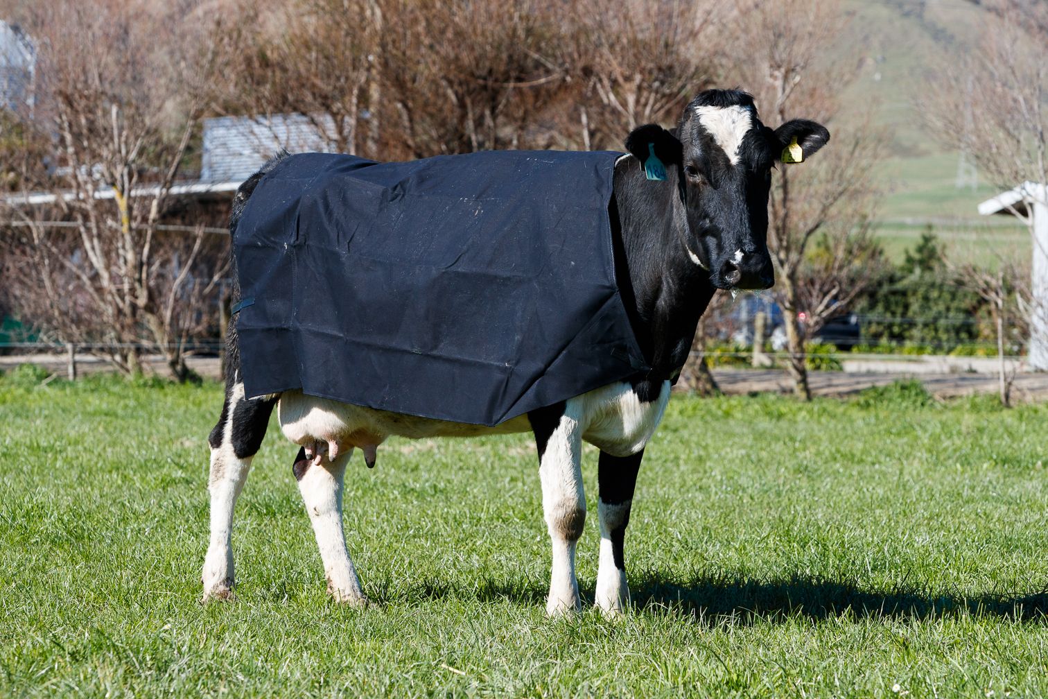 Cow Covers