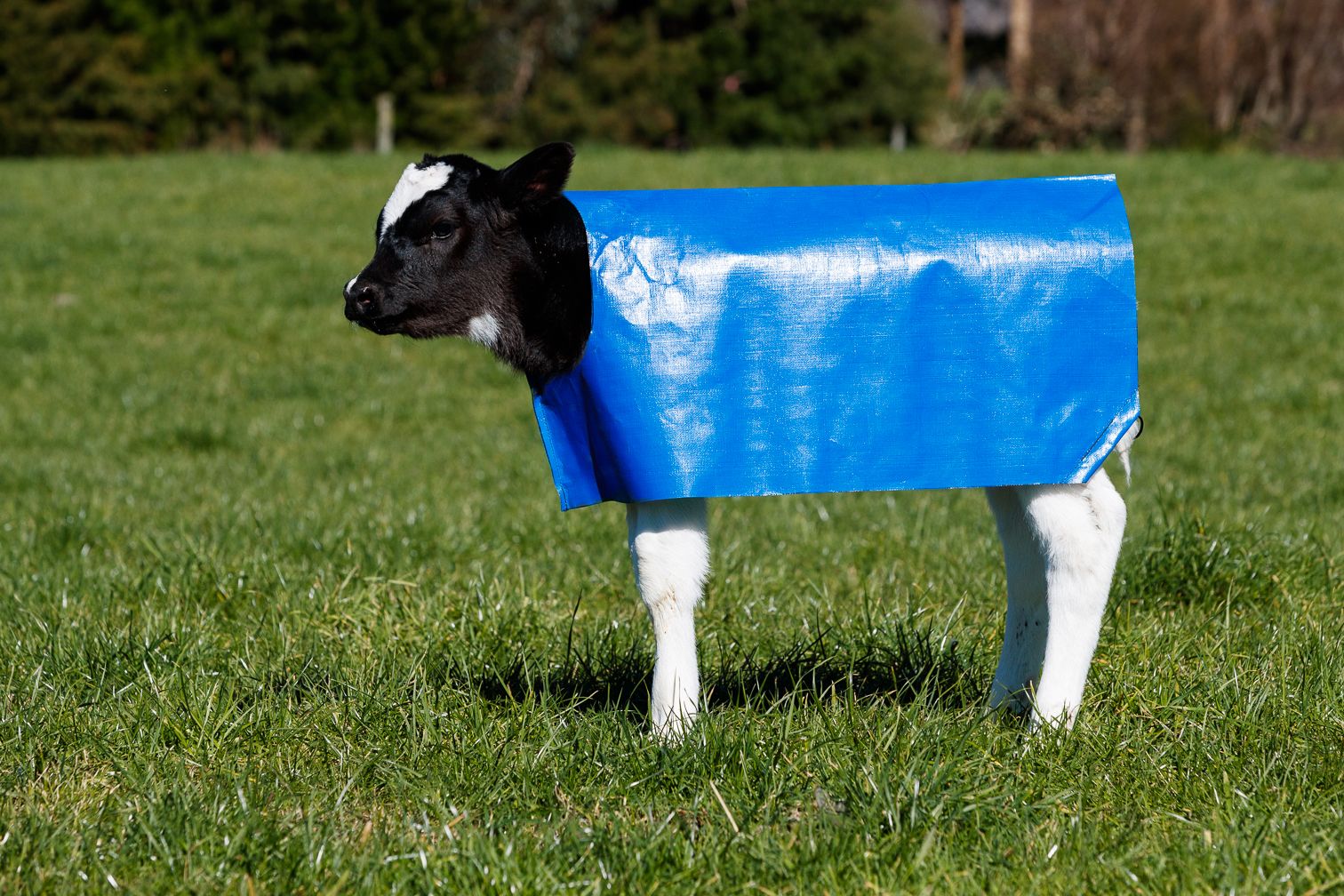 calf wearing a polyethylene cover