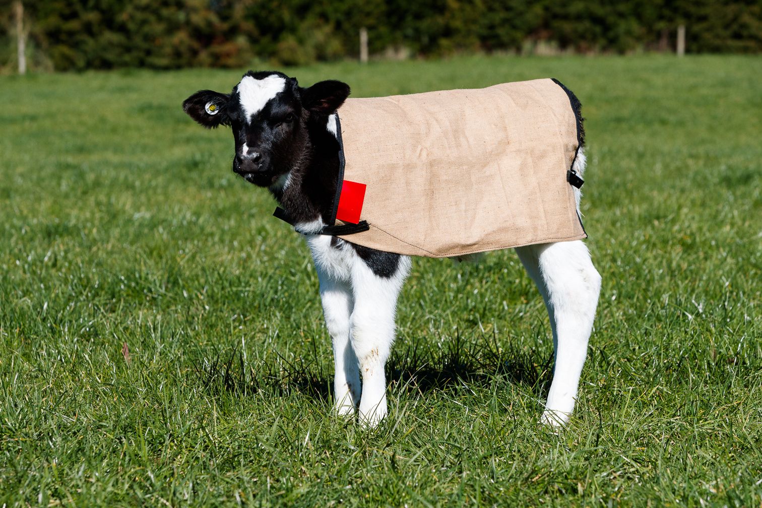 calf wearing a jute cover