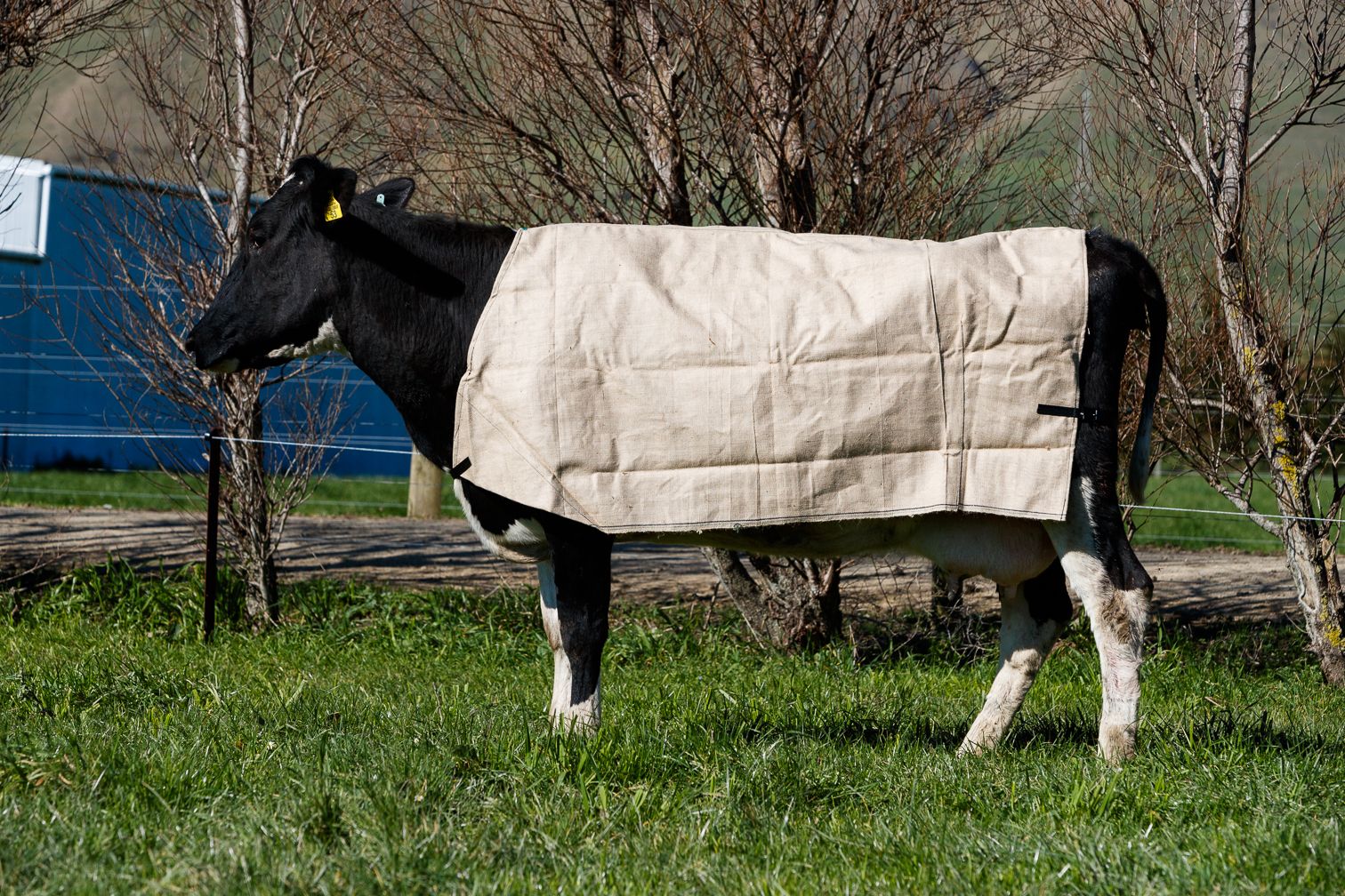 cow wearing a jute cover