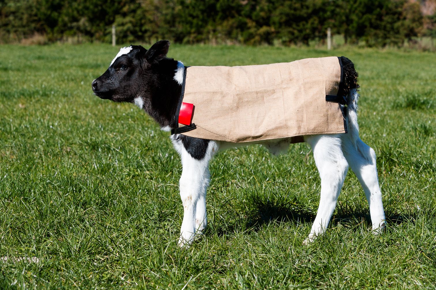yearling calf wearing a jute cover
