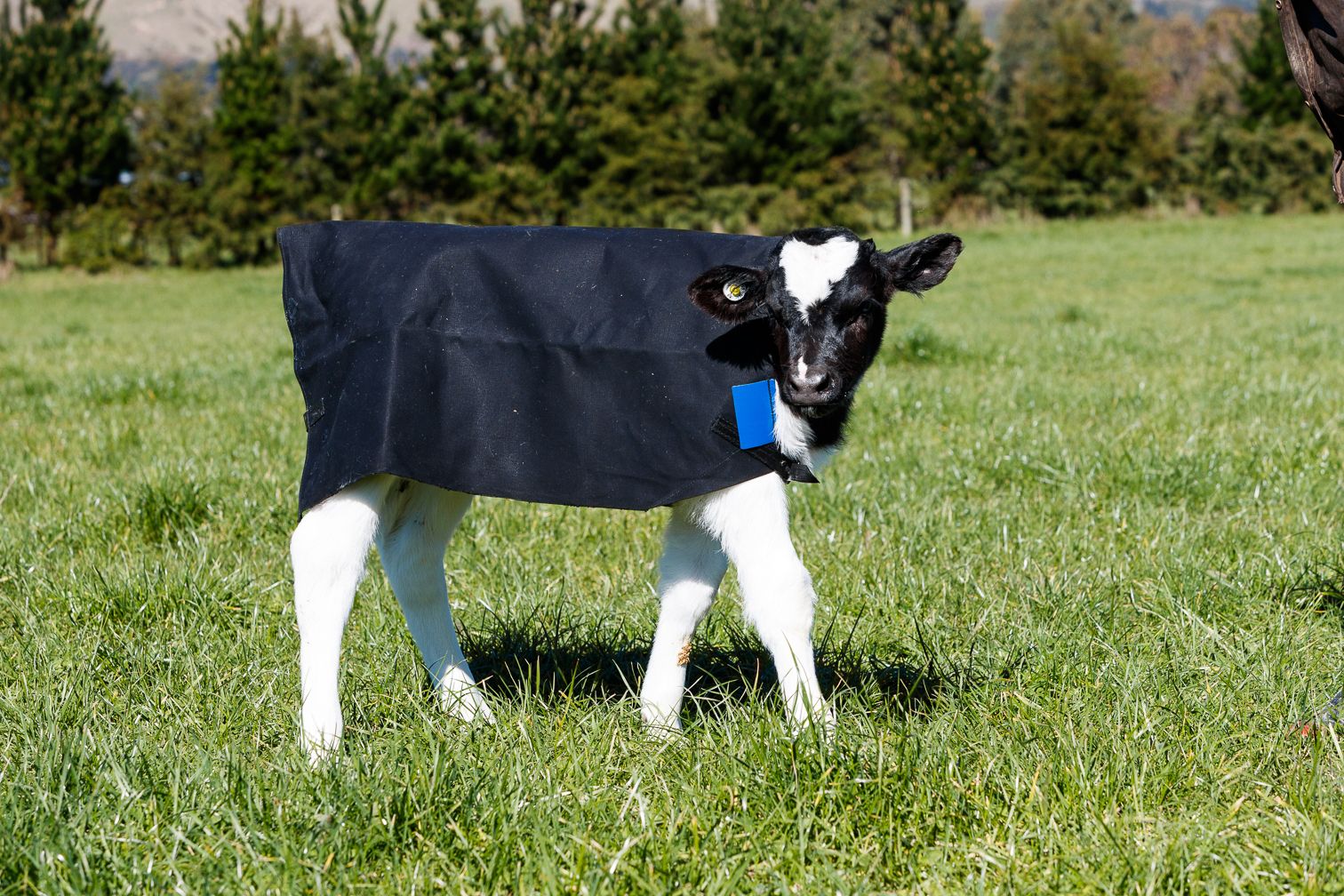calf wearing a canvas cover
