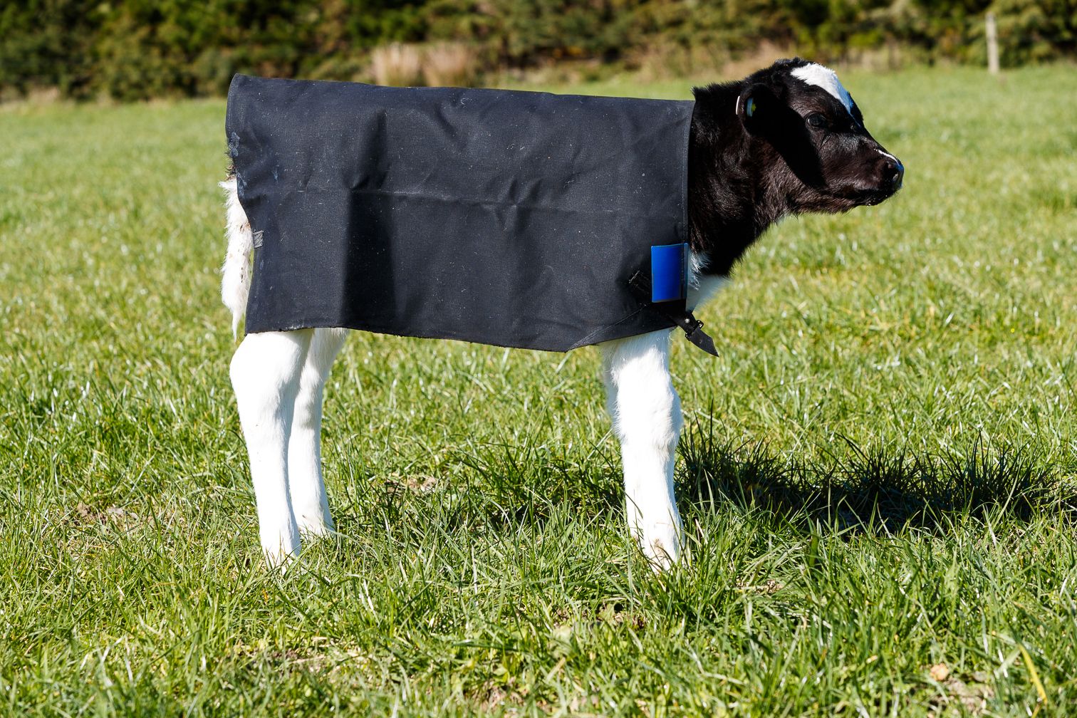 yearling calf wearing a canvas cover