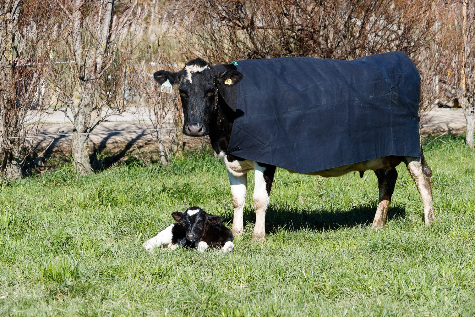 cow wearing a canvas cover